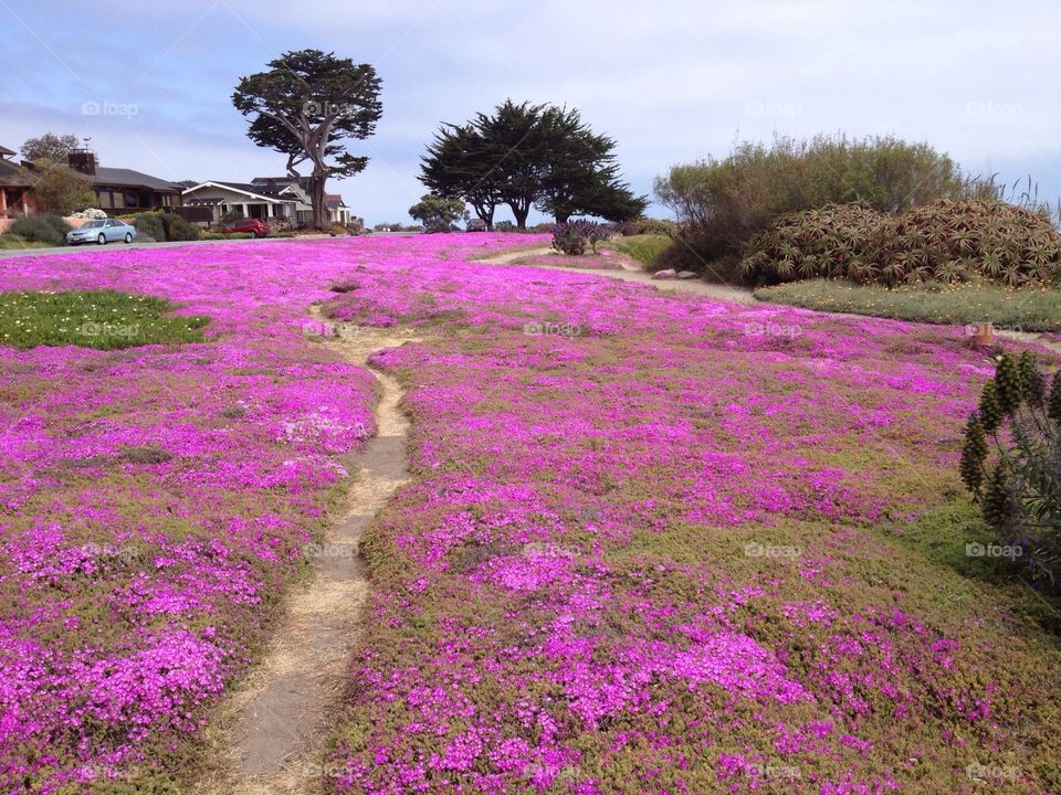 Spring in Monterey