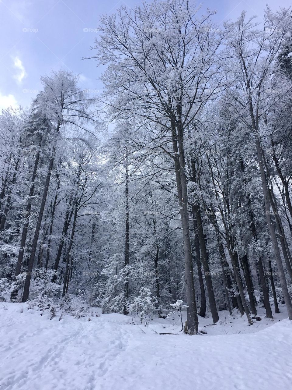 Magical snowy winter forest in Slovenia