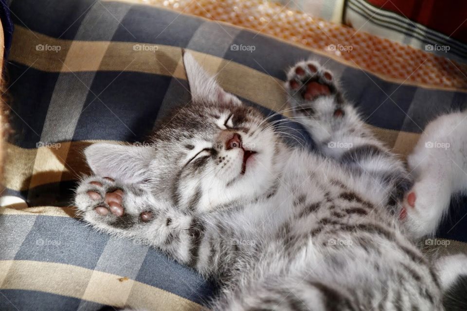 Cute sleep kitten