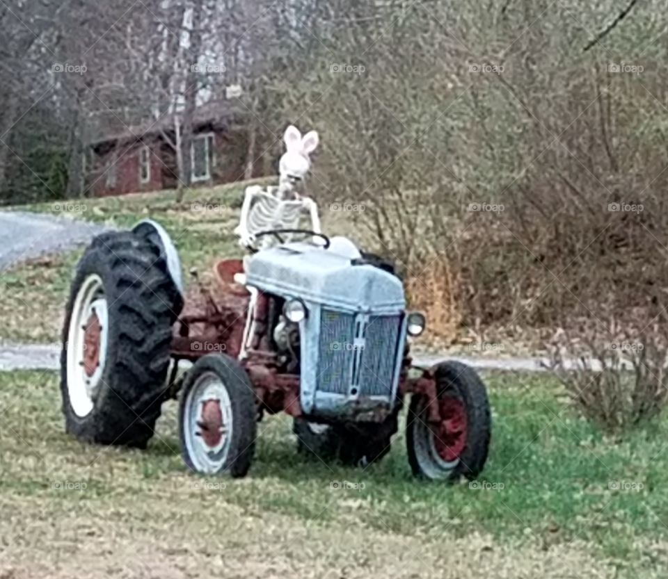 Skeleton dressed as a bunny riding a tractor.