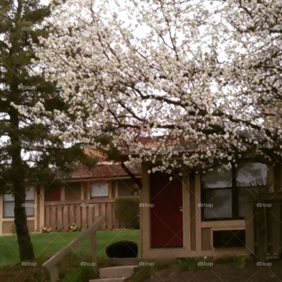 Tree, Flower, Cherry, House, No Person