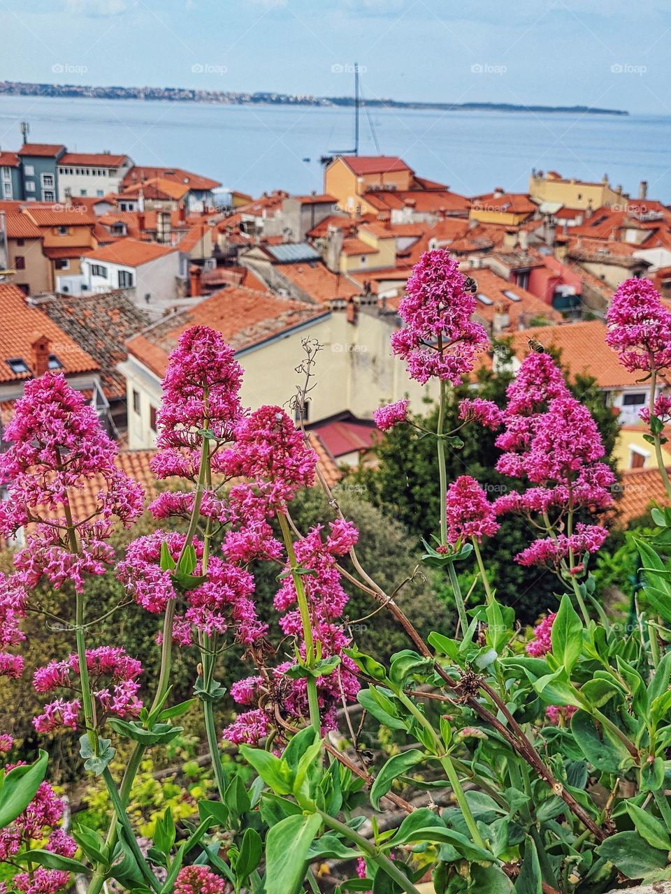 Pink blooming fruit trees in the urban city in spring season against blue sky