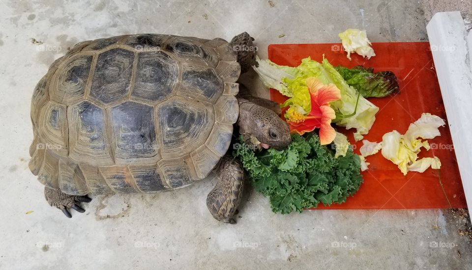 tortoise eating breakfast