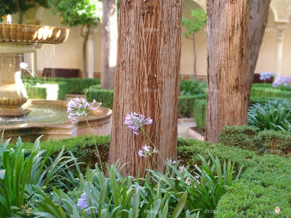 Granada garden