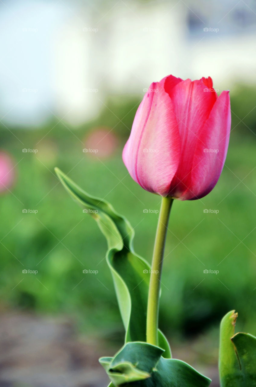 flower leaf tulip tulips by seasky