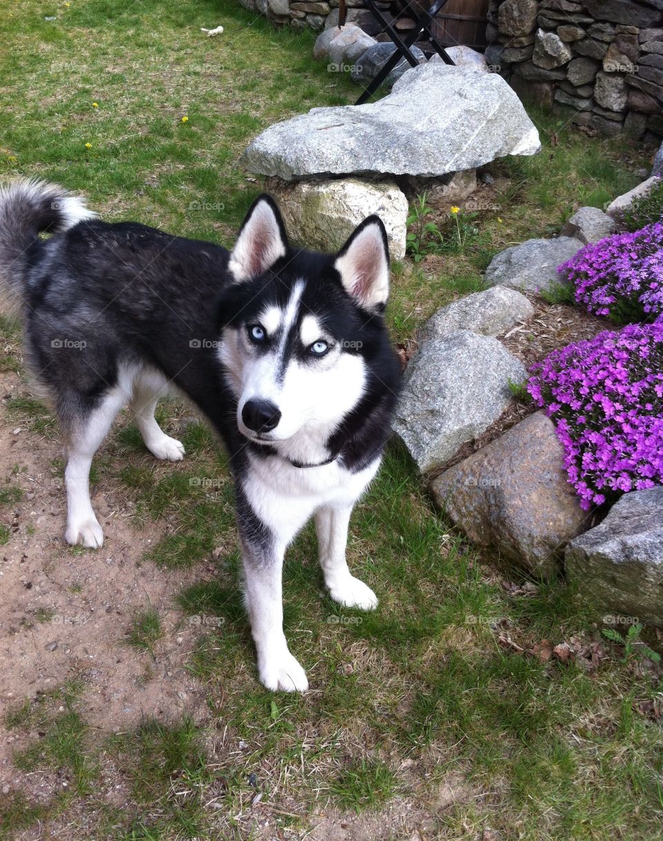 High angle view of dog in park
