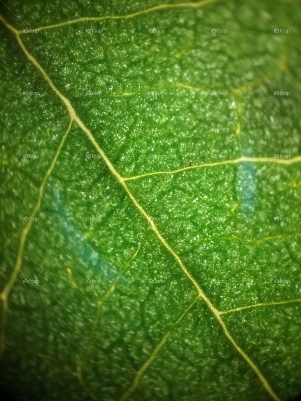leaf