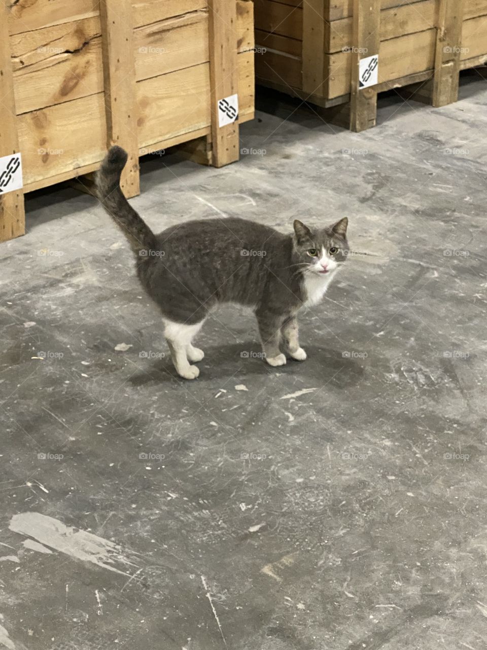 Shop cat 