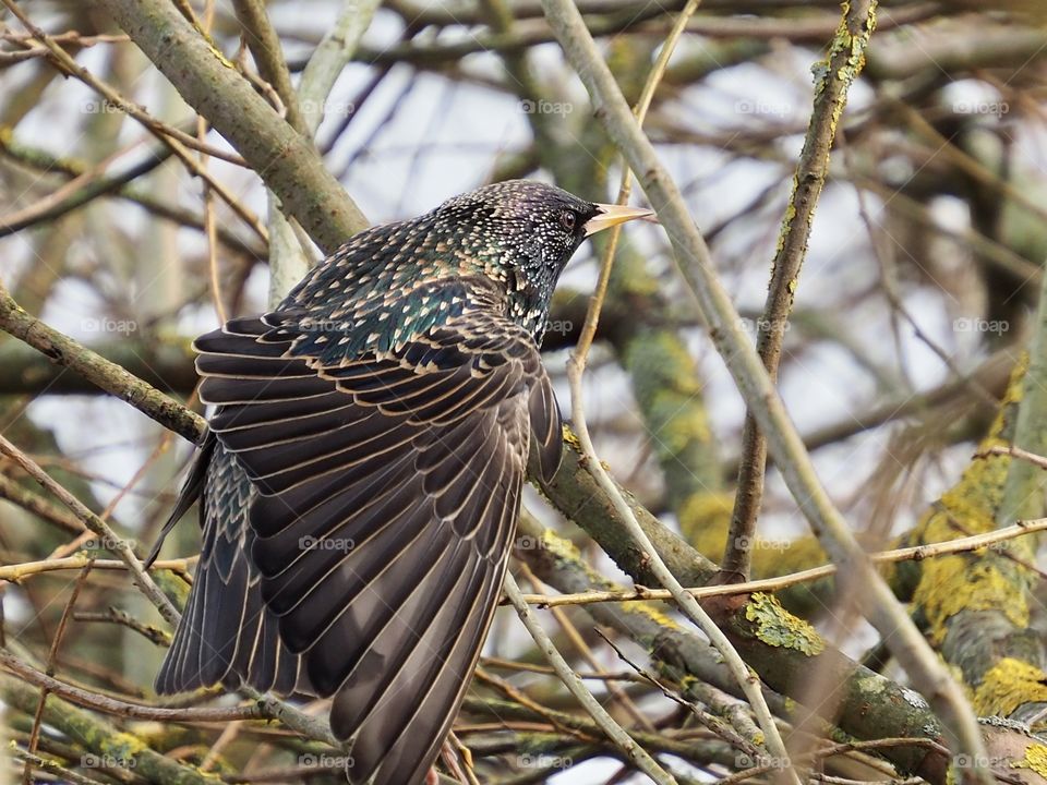 Starling