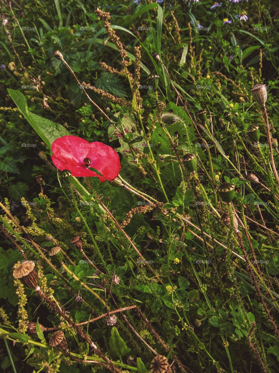 I found a huge mass of poppy's by an abandoned factory, and I was stunned by the contrast: something void of attention and life, but surrounded by these beautiful flowers. This one stood out because it was away from the others, surrounded by weeds.