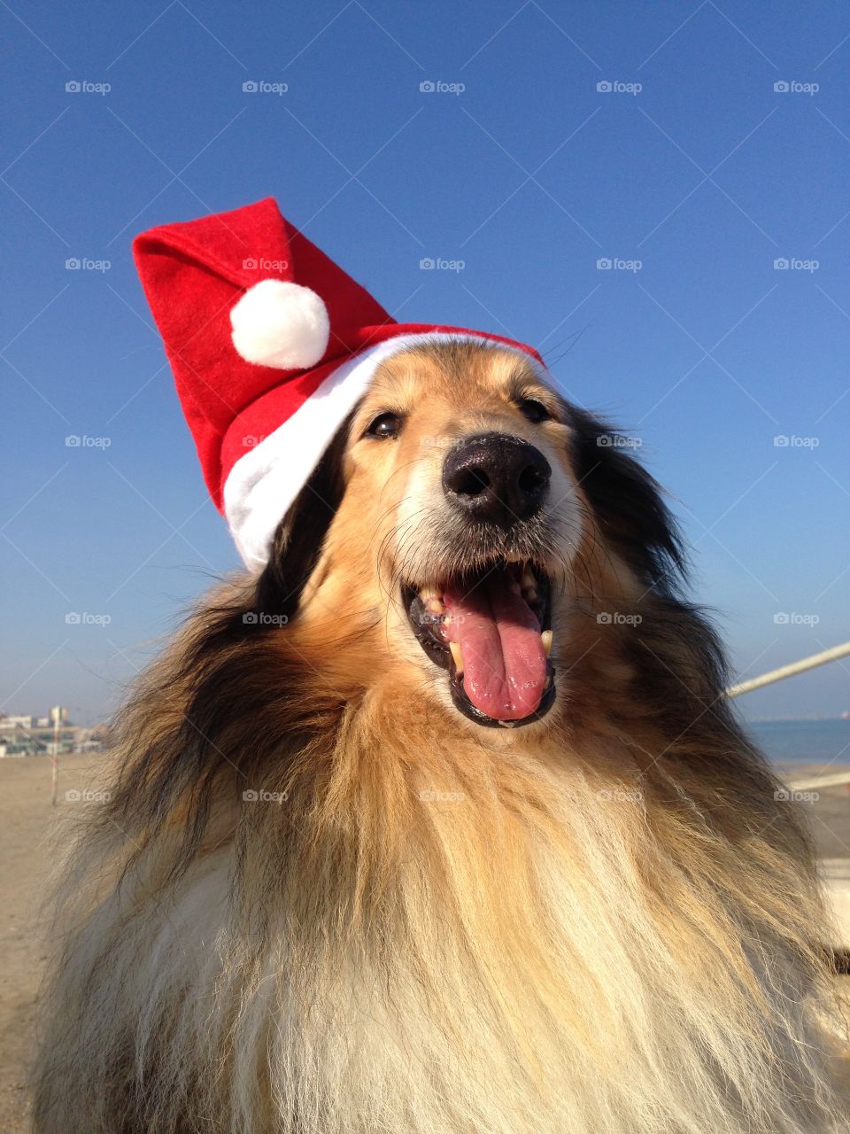 My collie dogs Lassie and Candy wearing a xmas hat, enjoying the autumn on the beach and celebrating the upcoming holidays waving hello