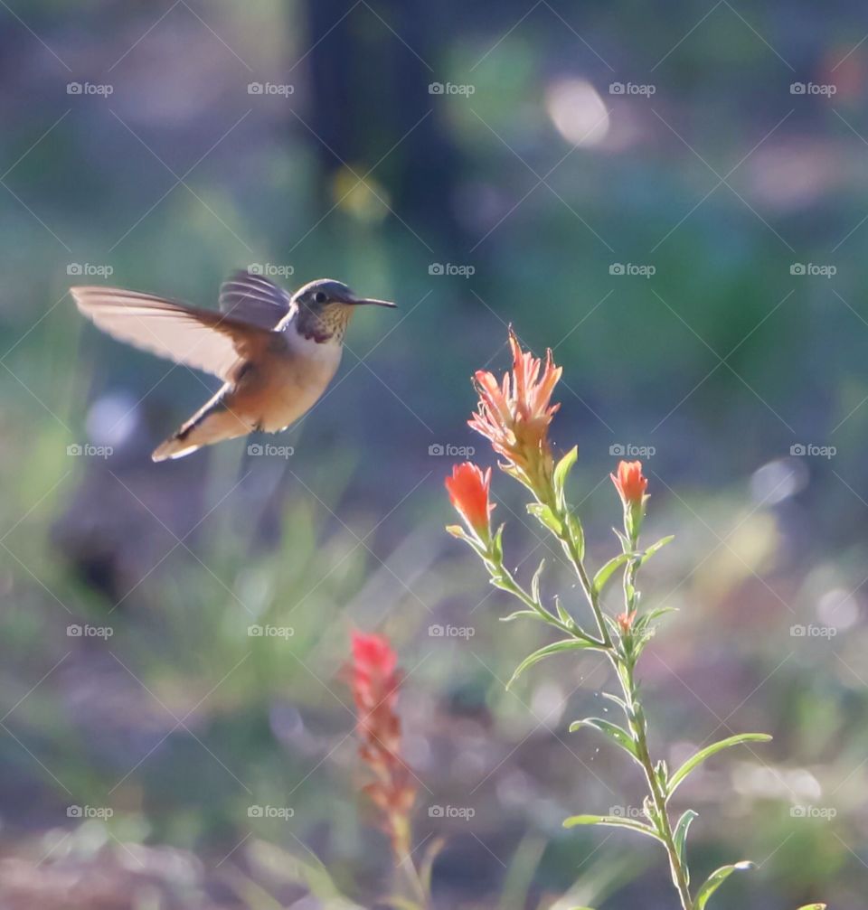 Hummingbird