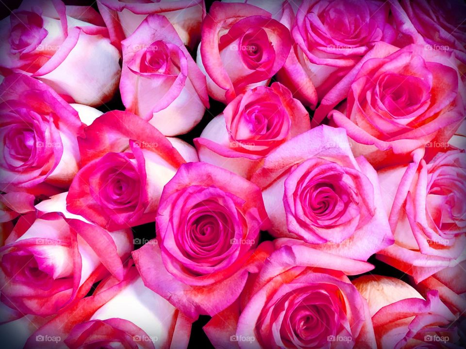 Pink roses 