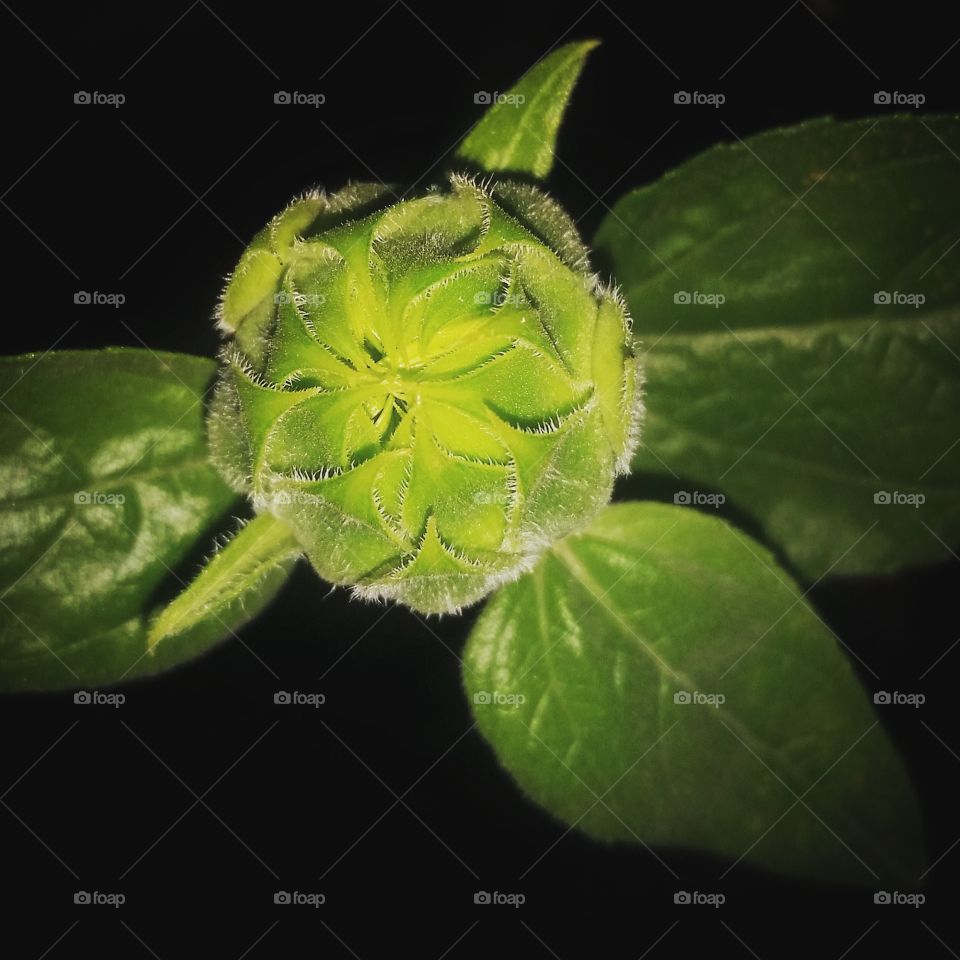 sunflower blossom. wild sunflower in my garden