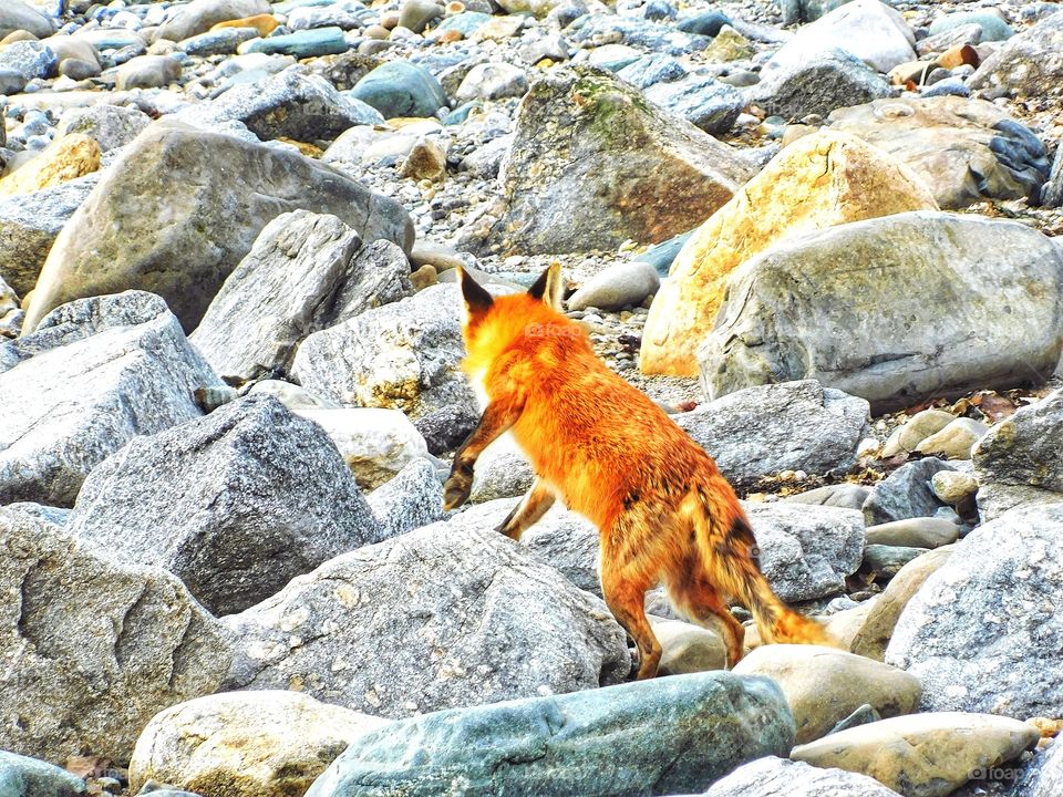 Fox sighting at the beach