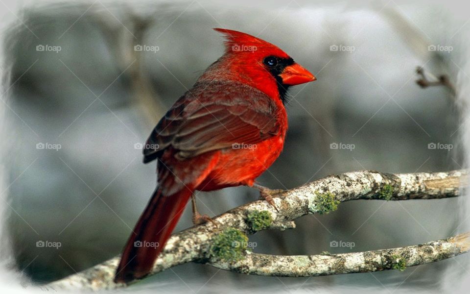 Beautiful Red Cardinal. Spotted out of our window. 