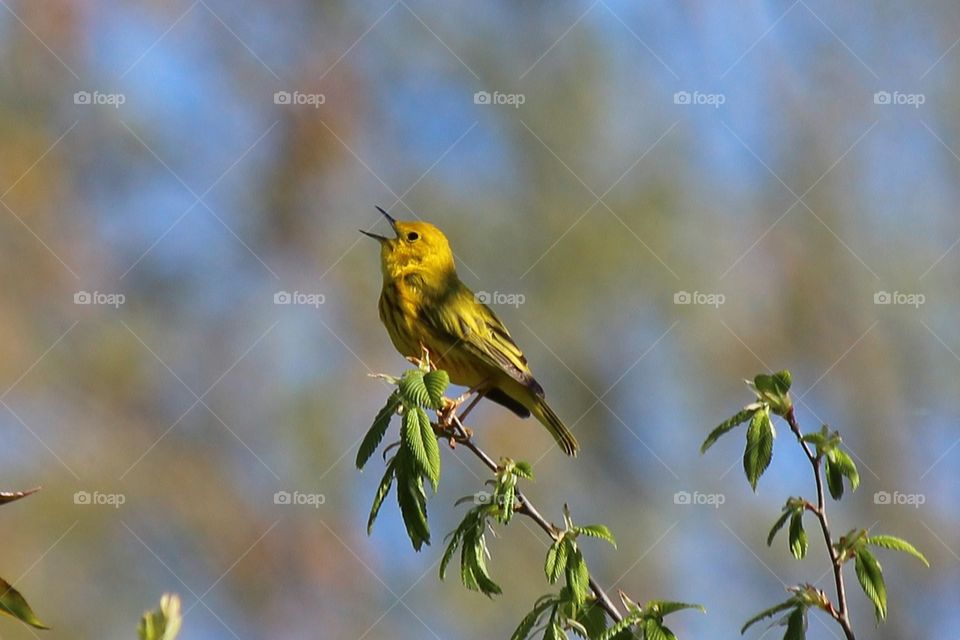 Springtime birding. Bird on a branch, Yellow Warbler,  singing loud and proud.