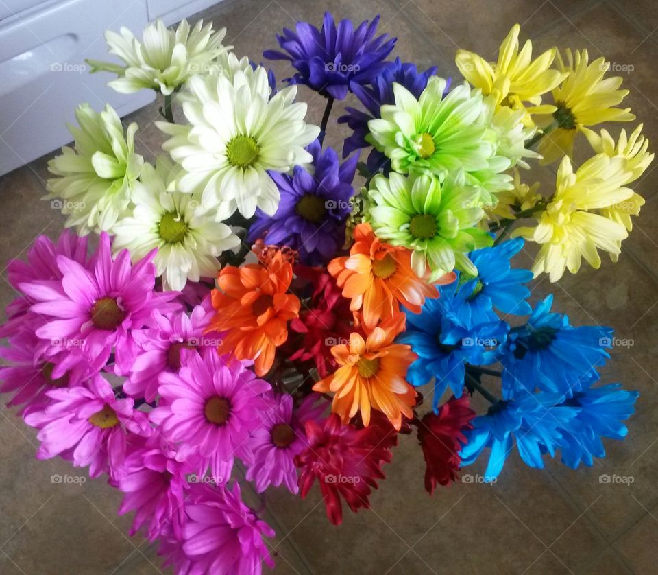 natural light colorful daisies . my boyfriend bought these flowers for me. It was to say he's sorry.