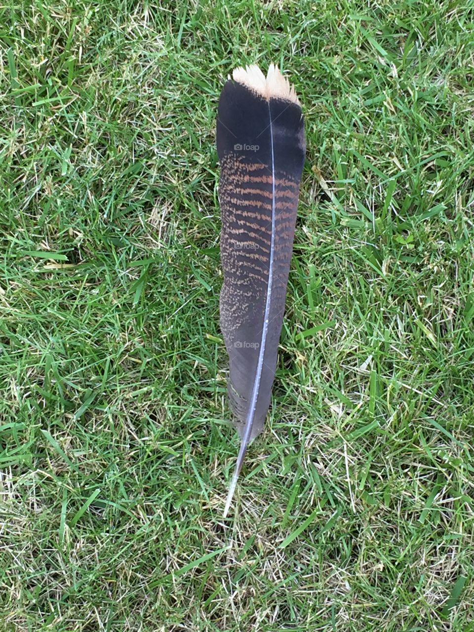 Found treasure 
Turkey feather
