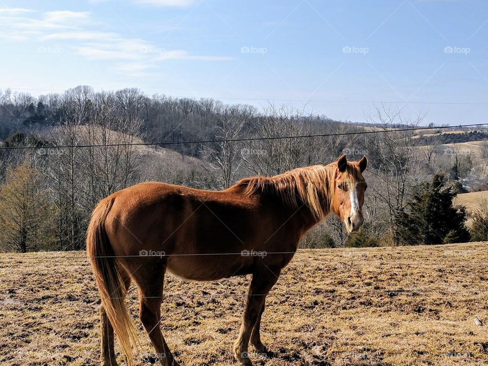 brown horse