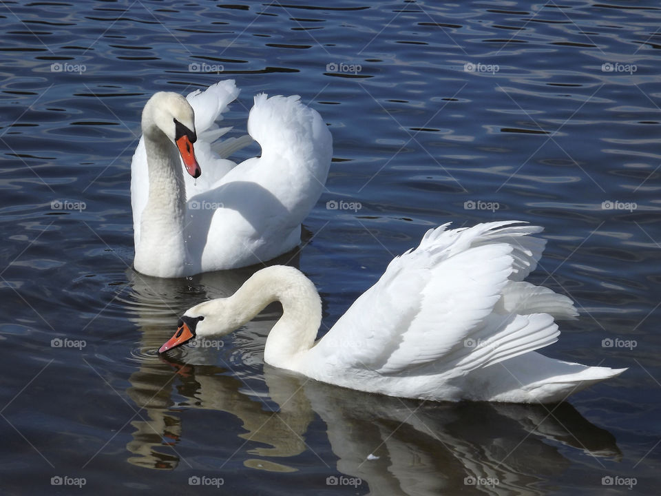 Swans on the lake