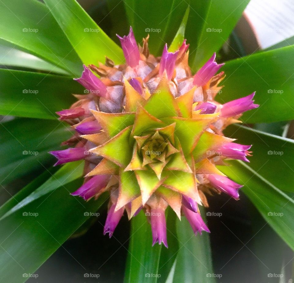 Pineapple plant
