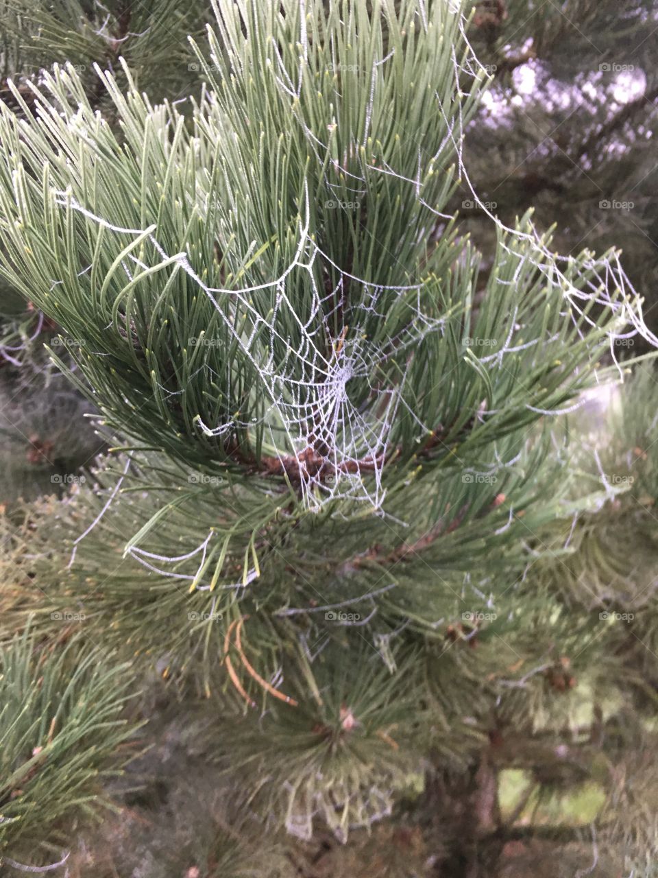 Frozen spiderwebs. 