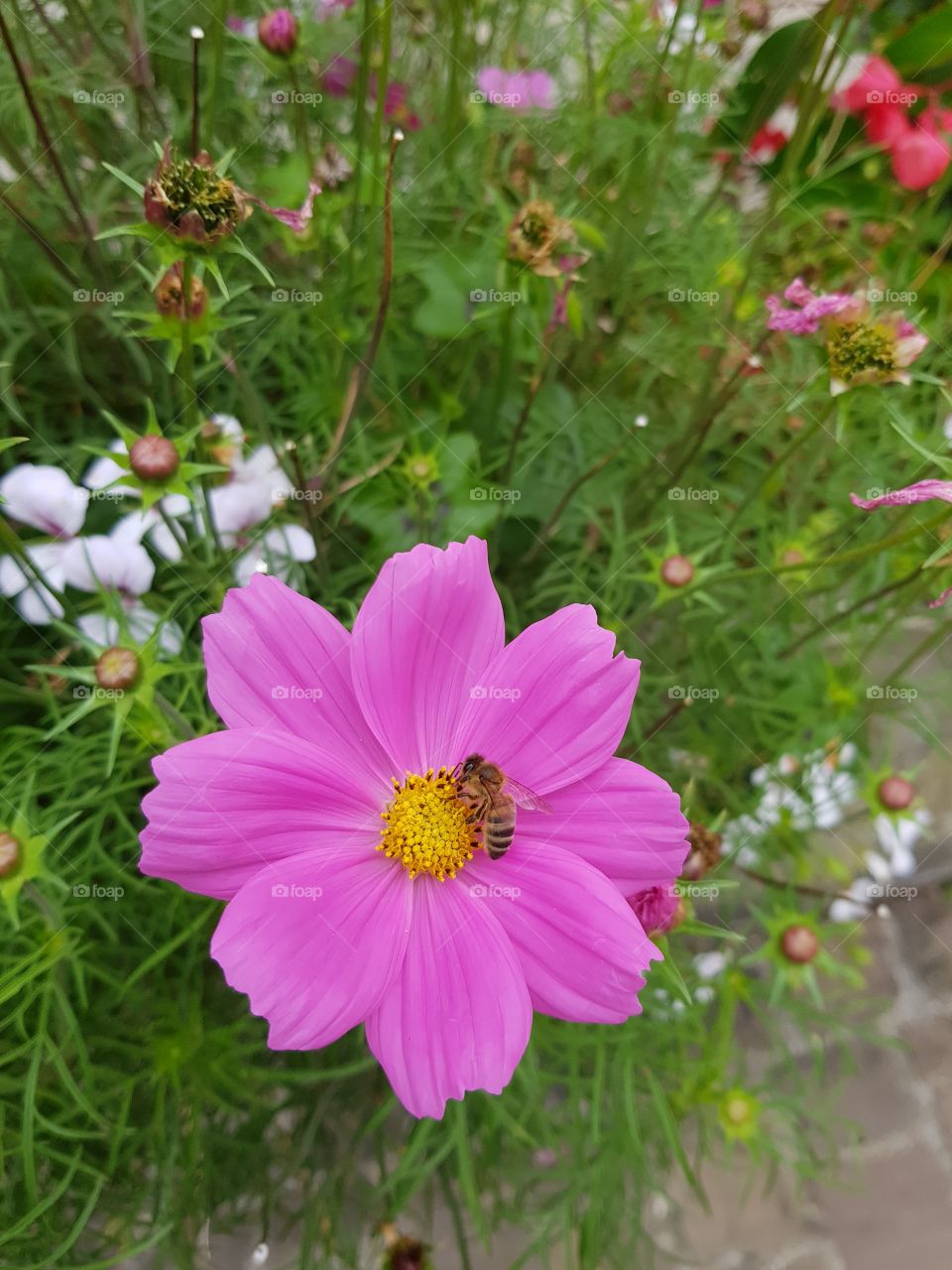 bee on pink flower