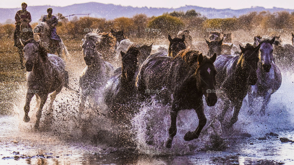 horses running in the river