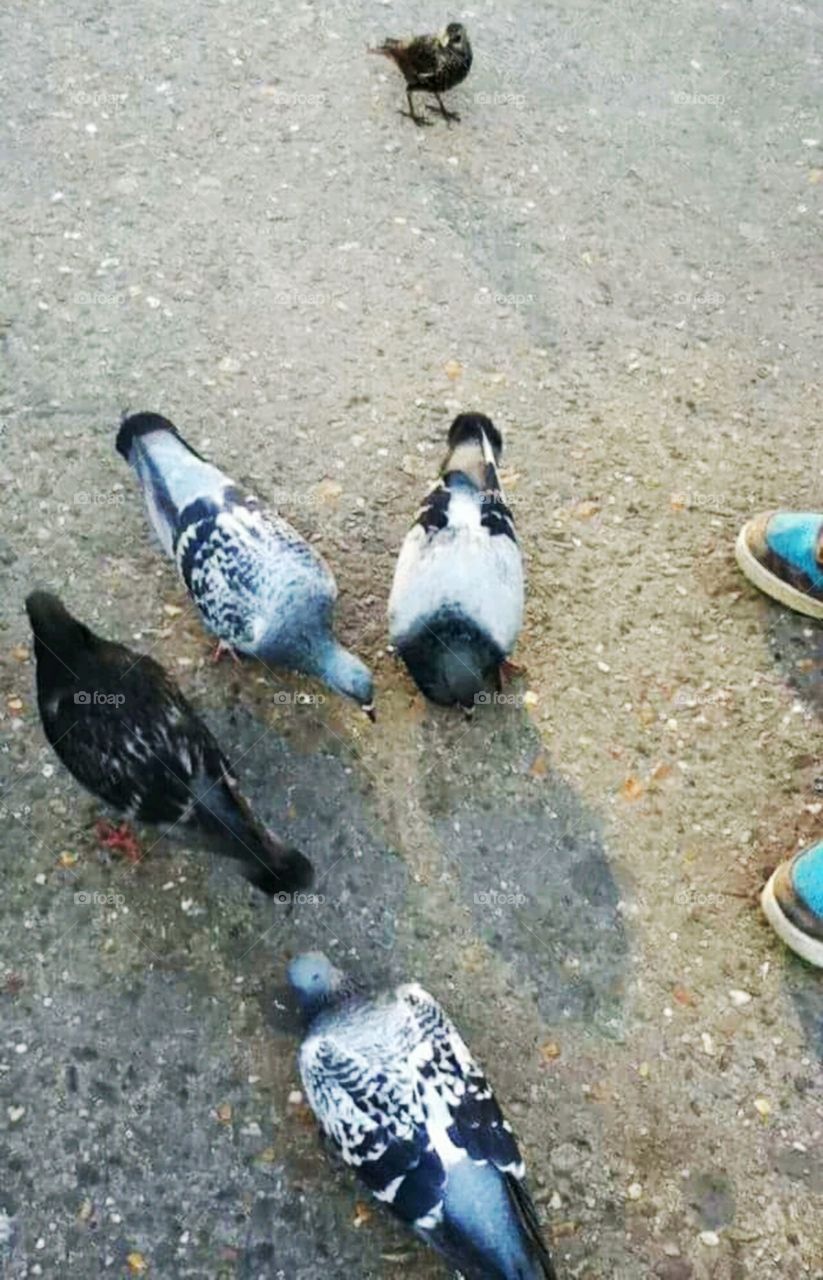 Feeding birds in the street