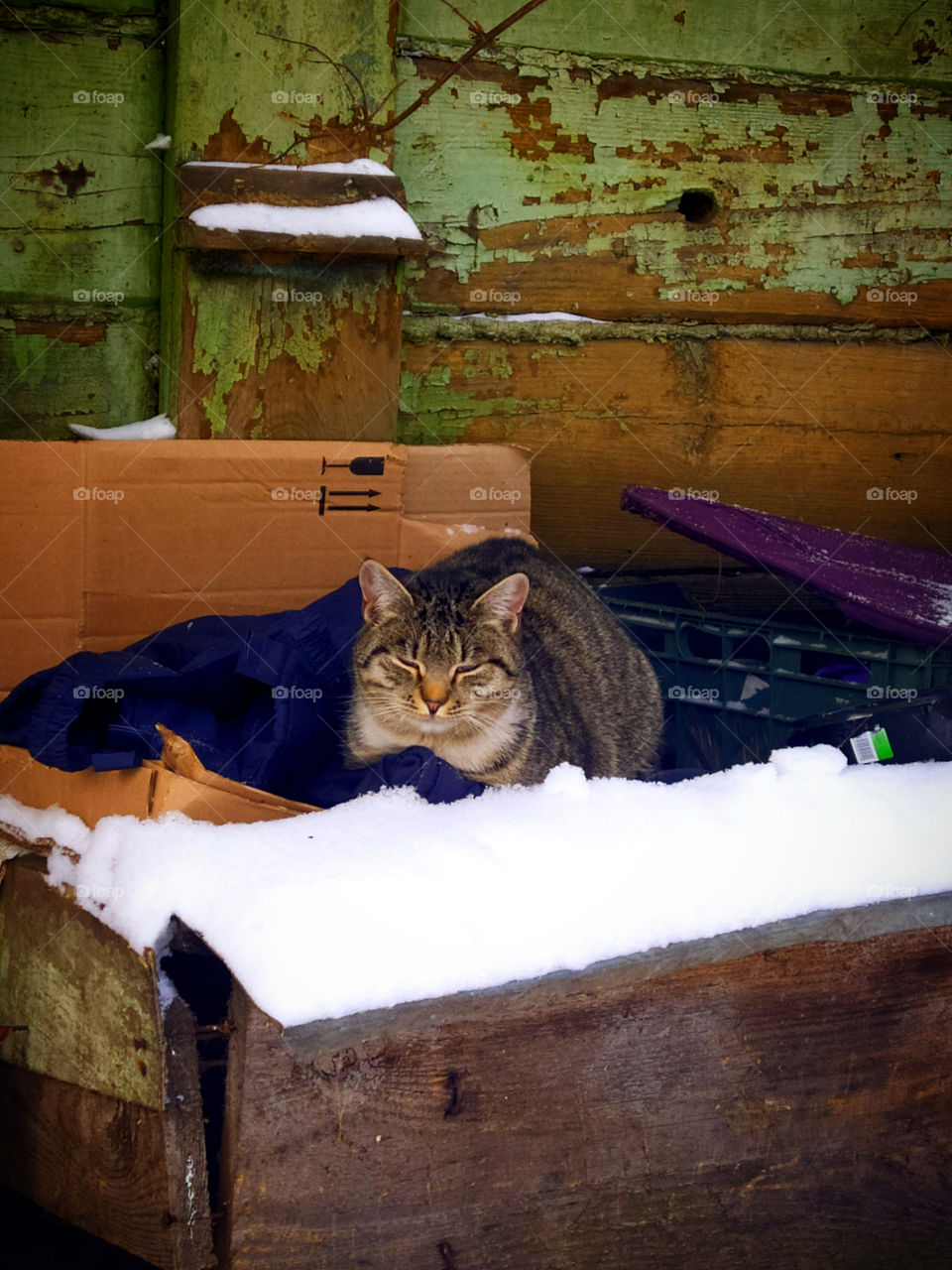 Homeless animals in winter.  Cat on the background of an abandoned house