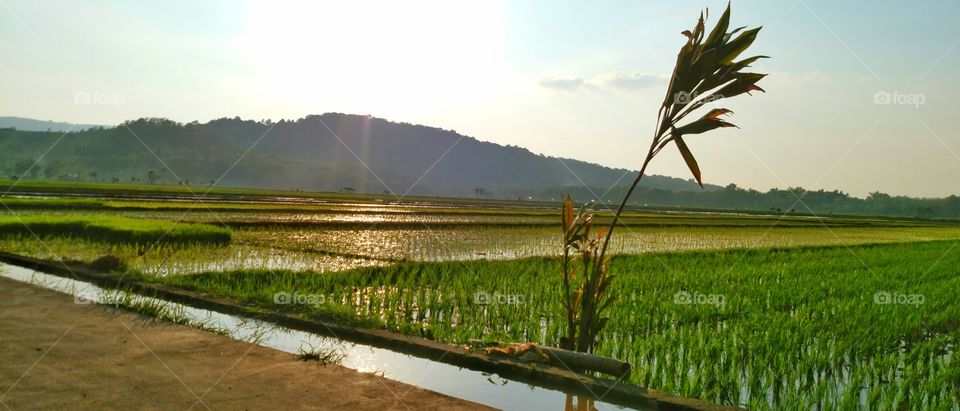 rice fields on the hillside