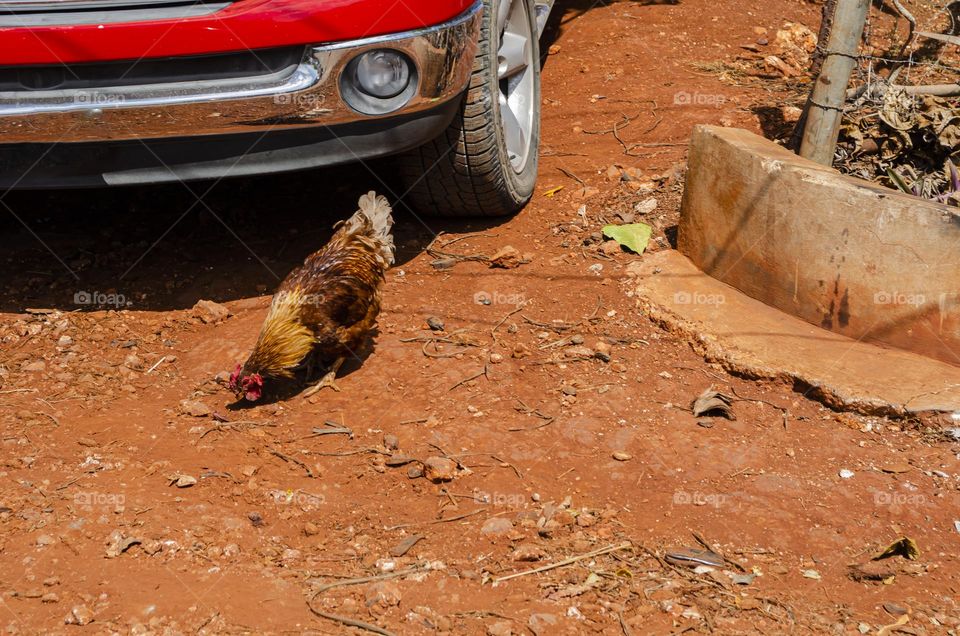 Hen Eating From Ground