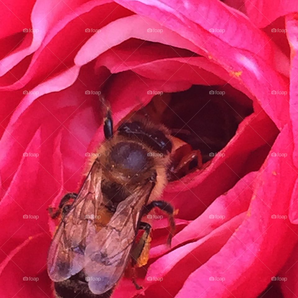 Bee in a hibiscus 