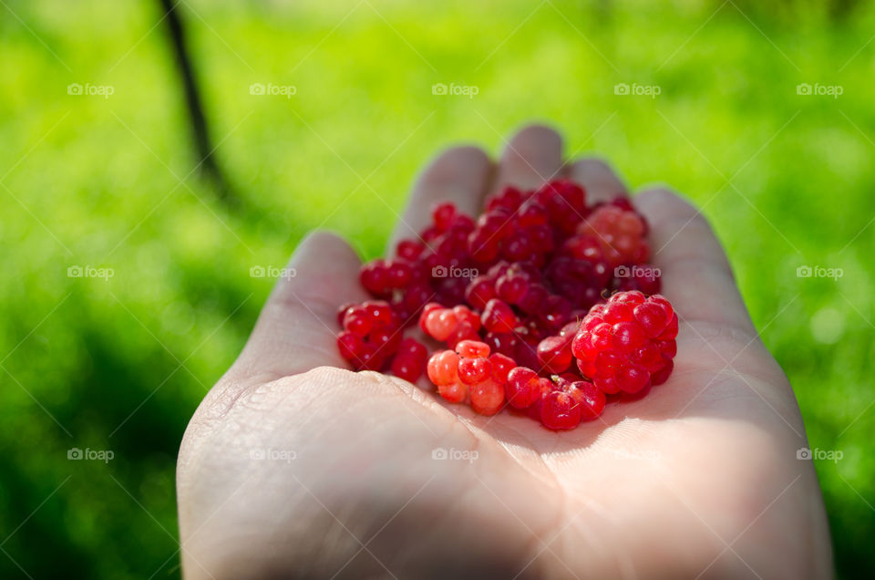 fresh raspberry. fresh raspberry