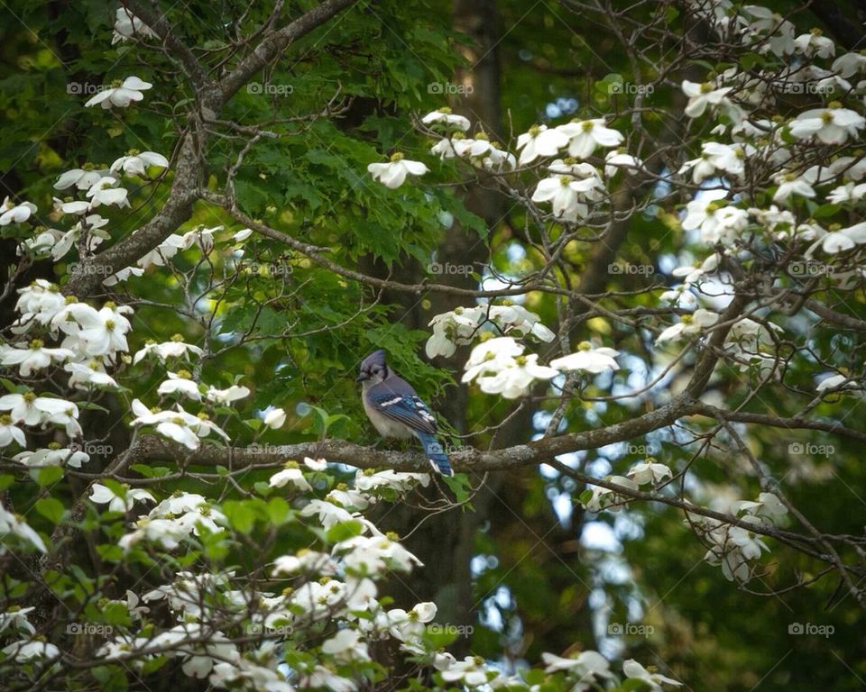 Blue Jay on a perch