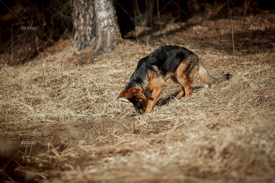 German shepherd young male dog walking outdoor at spring day