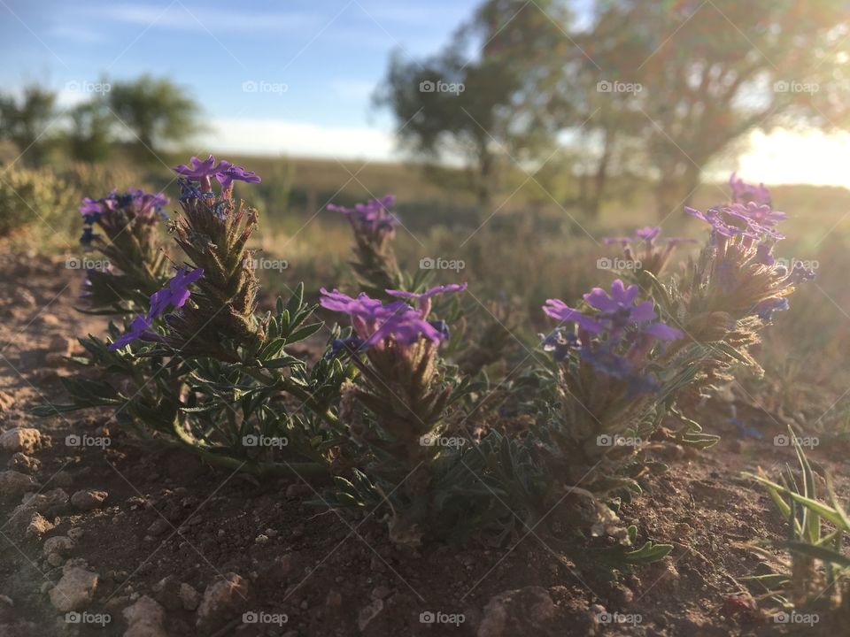 Desert beauty