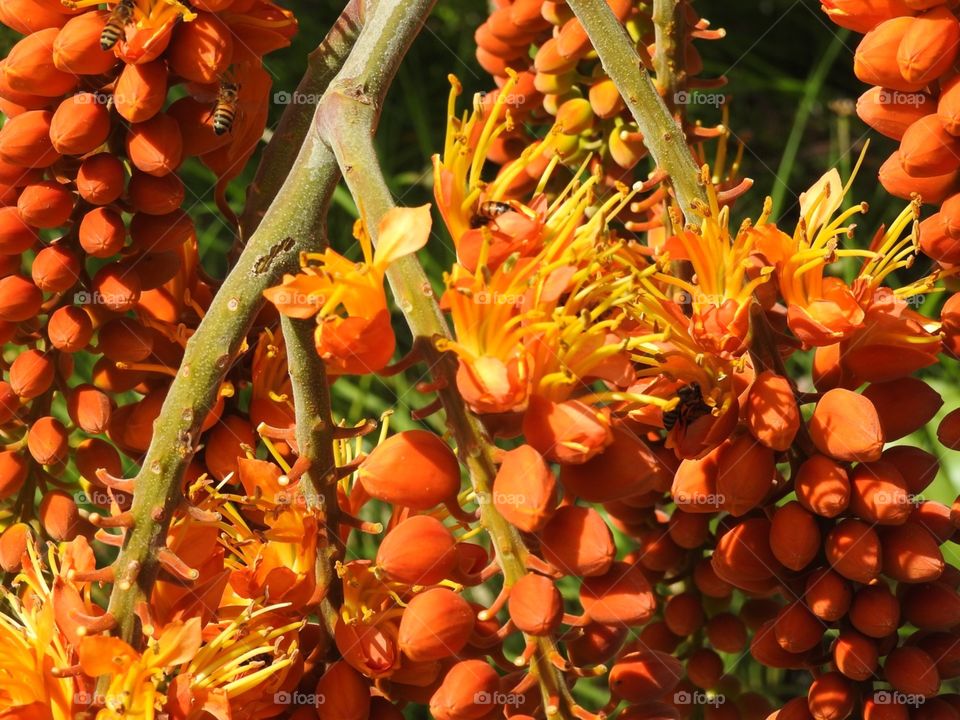 Orange berry cluster with bees