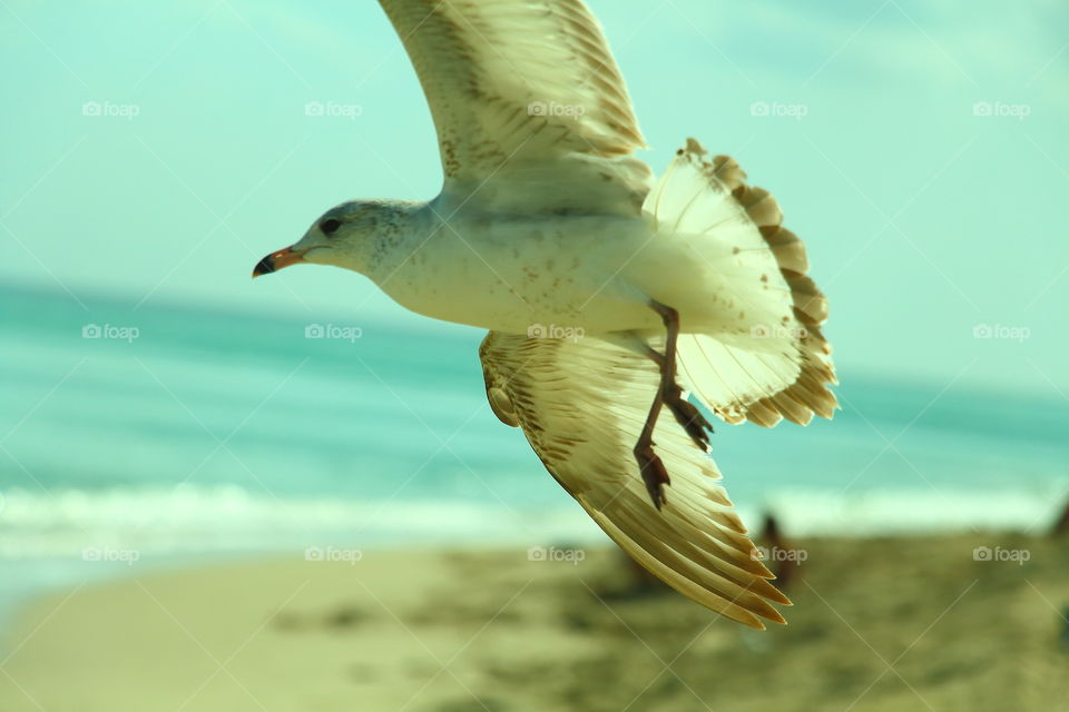 seagull flying. seagull flying in the beach