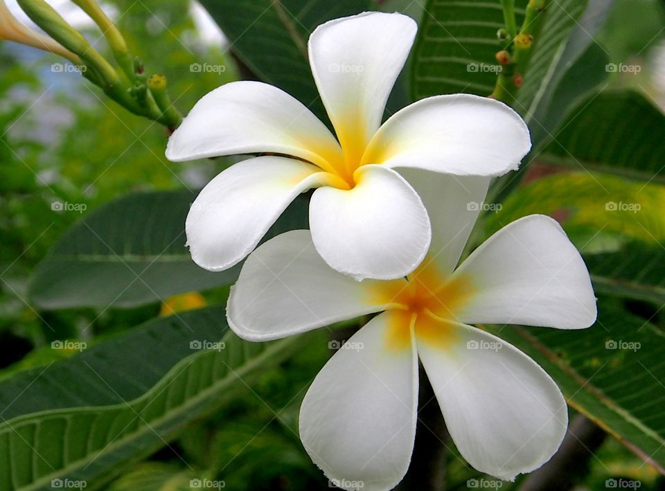 Two blooming yellow-white frangipani flowers on green leaves background