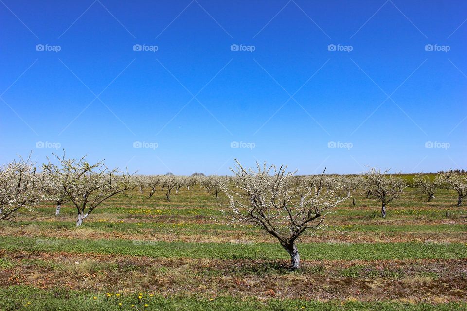 apple garden in spring