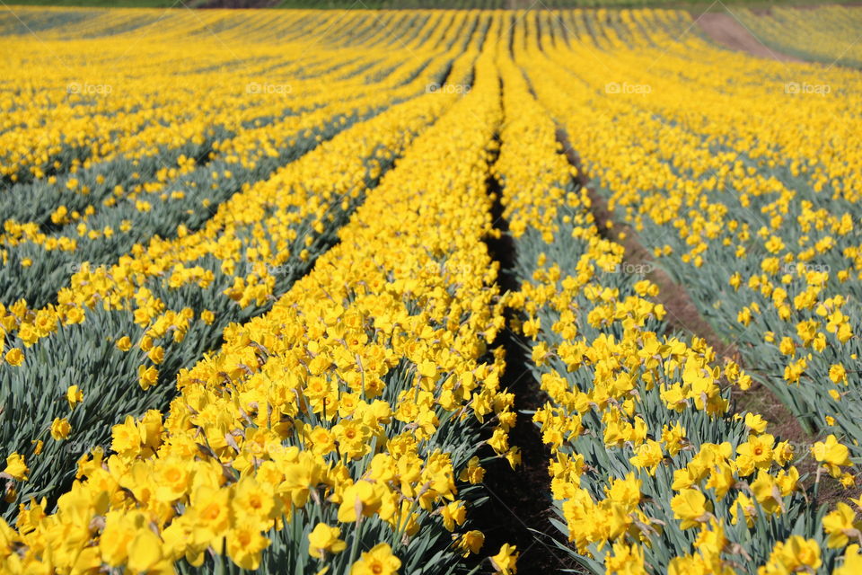 Fields of daffodils 