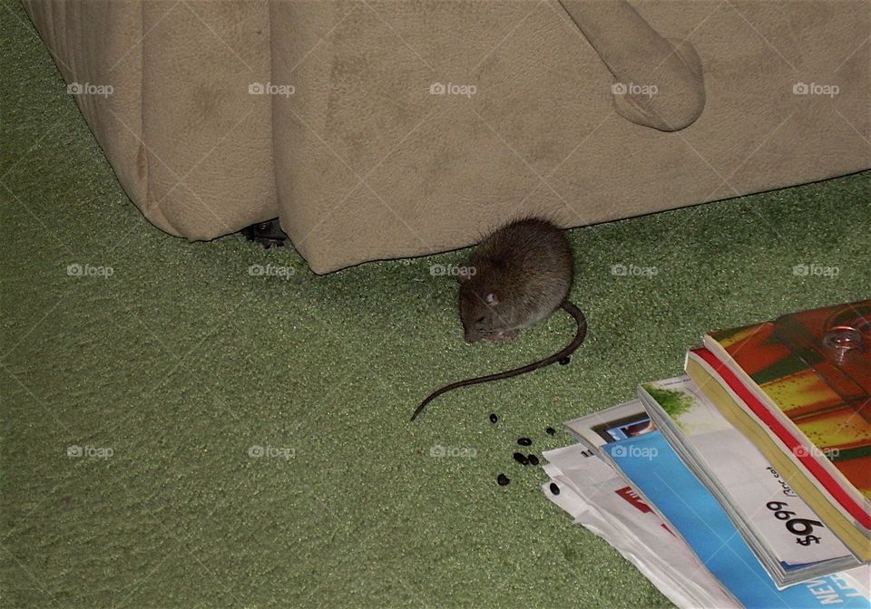 Rat on the carpet
