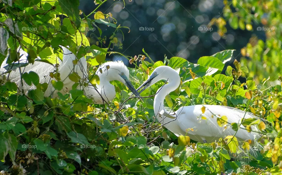lovely birds