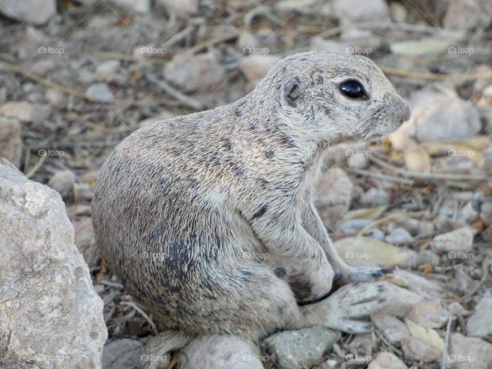 A prairie dog in its natural desert habitat with striking details of its mottled fur