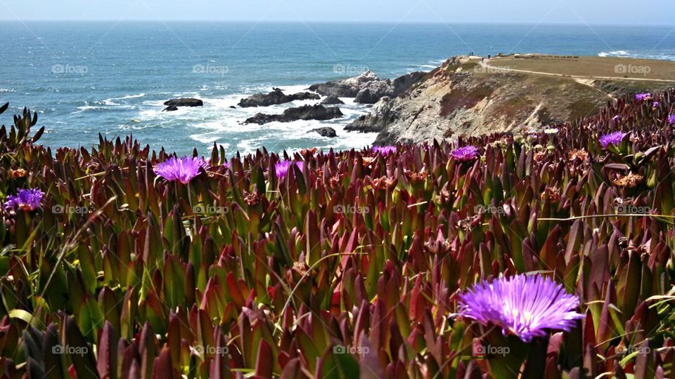 Wildflowers grown on Coastline
