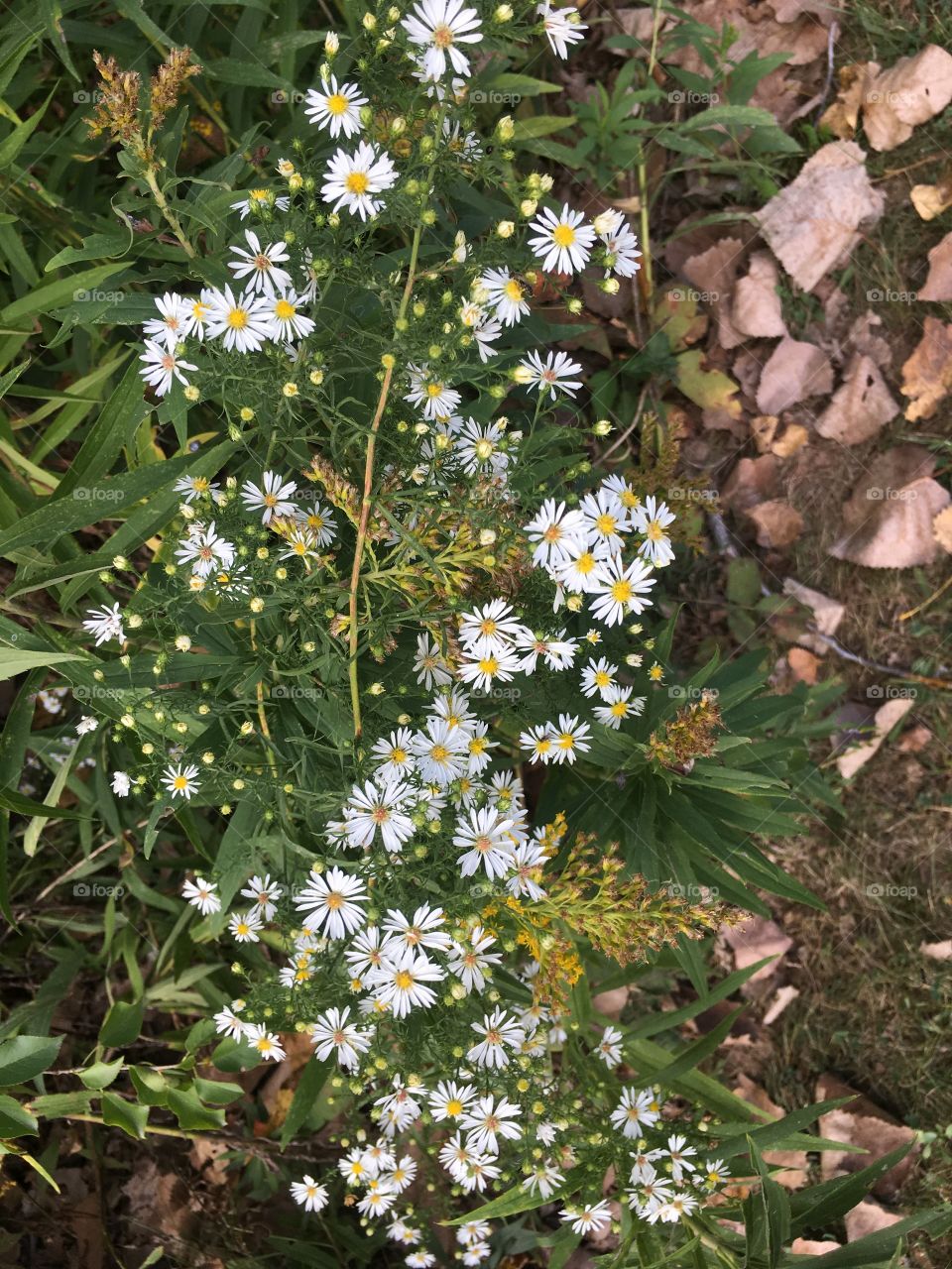 White wildflowers 