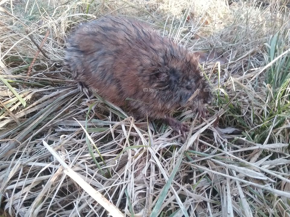 we found out that this is actually a muskrat.  33 years, and this is my first !