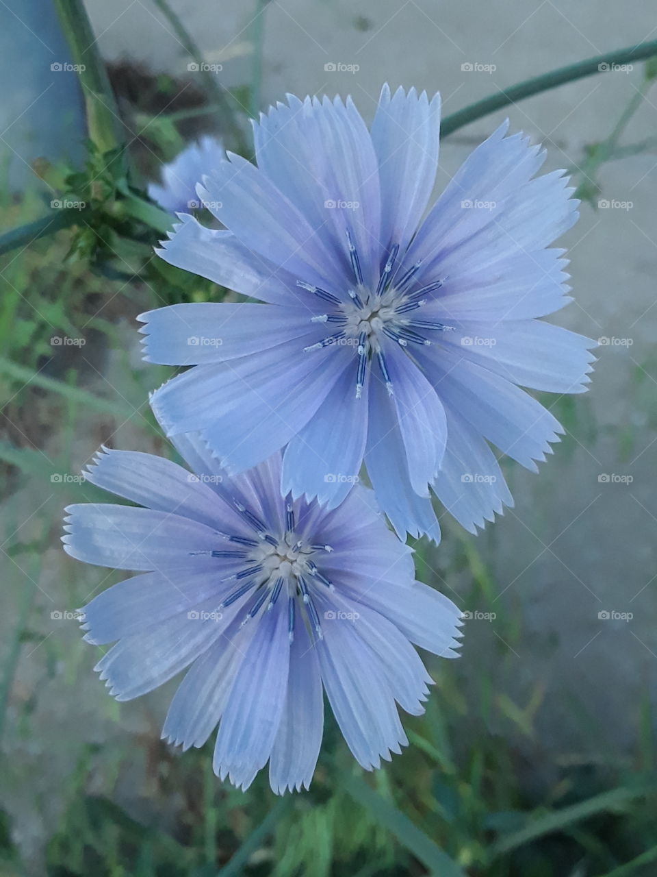 Missouri native flower blue chicory